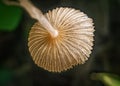 Coprinopsis lagopus